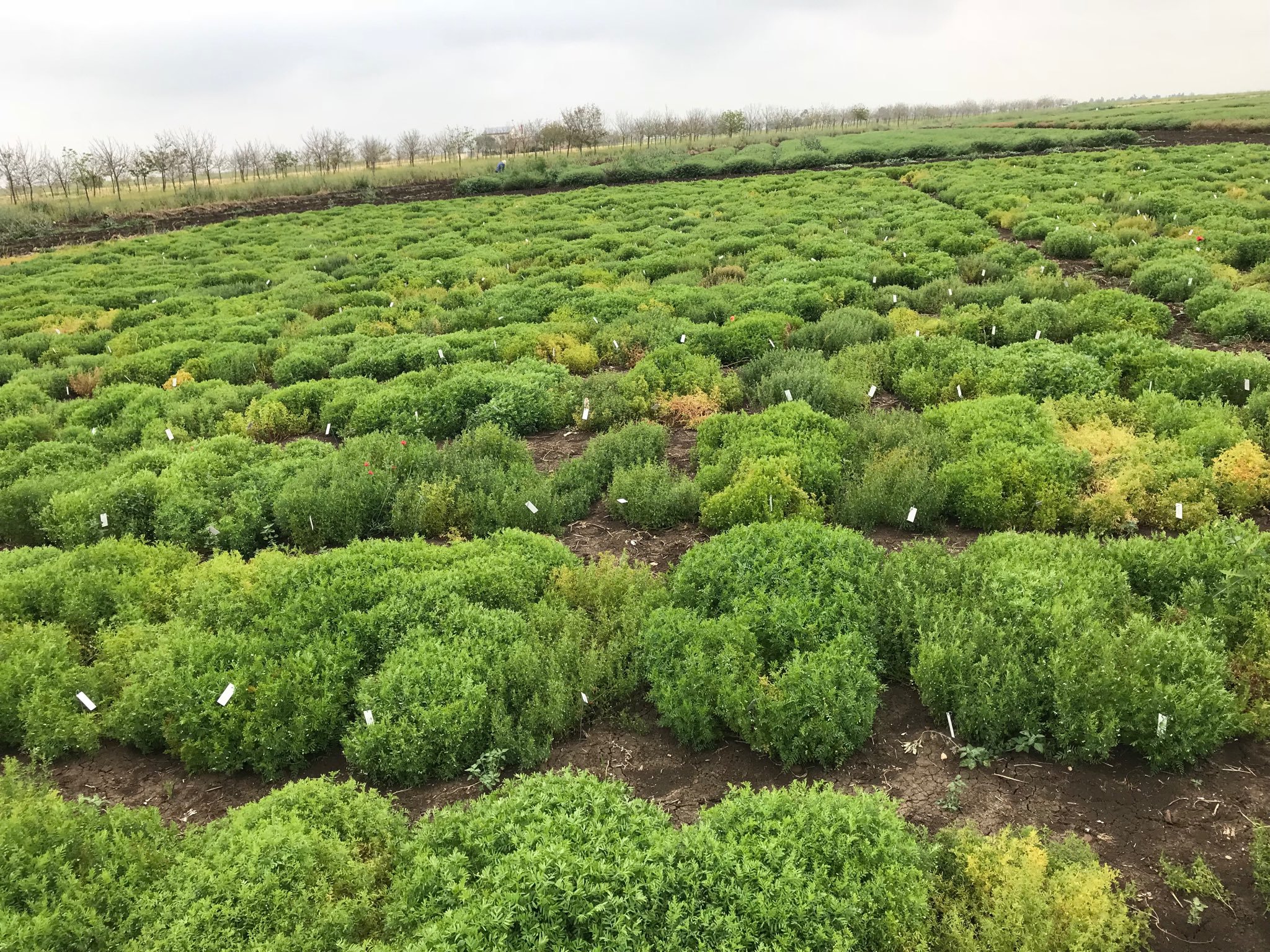 SteverShirtliffe Morocco AGILE Panel