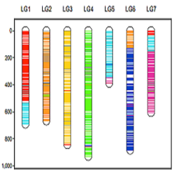 Plot showing variants on Lens chromosomes.