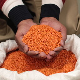 Image of hands holding dehulled red lentils.